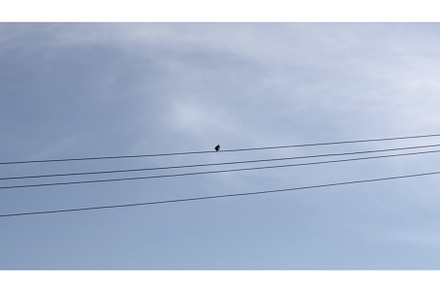 Bird sitting on a power line. Media, an Animal Photo by Media Whale Stock