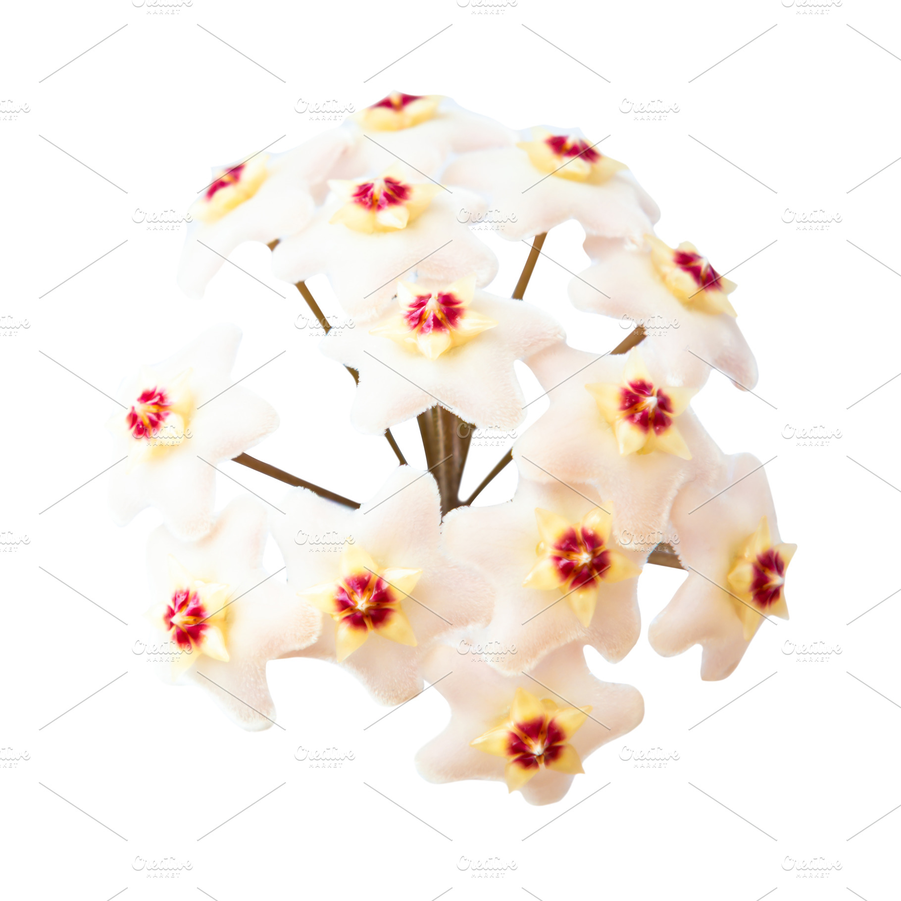 White flowers Hoya Carnosa, a Nature Photo by Vapi