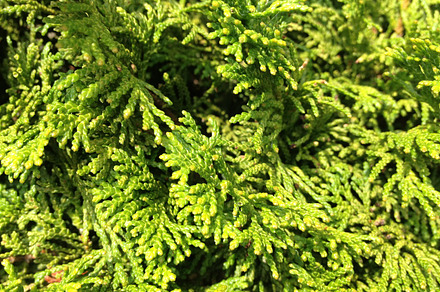 Fallen Pine Needles Texture preview 6