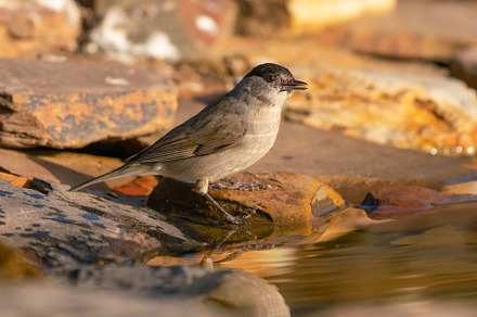 Sylvia atricapilla