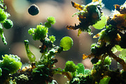 52 Fictional Microscopic Organisms, an Abstract Photo by h.utomo (Thumbnail 11 of 52)