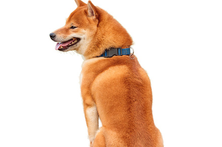 Shiba Inu dog on a white background, isolate, an Animal Photo by oleghz