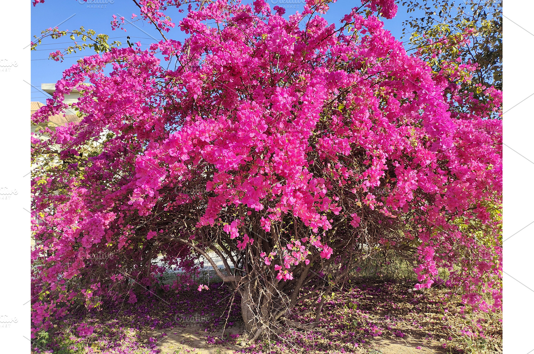 Huge pink bougainvillea vine flowers, a Nature Photo by LogosDen