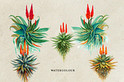 Watercolor Aloe Vera, a Decorative Illustration by Karliefie (Thumbnail 2 of 4)