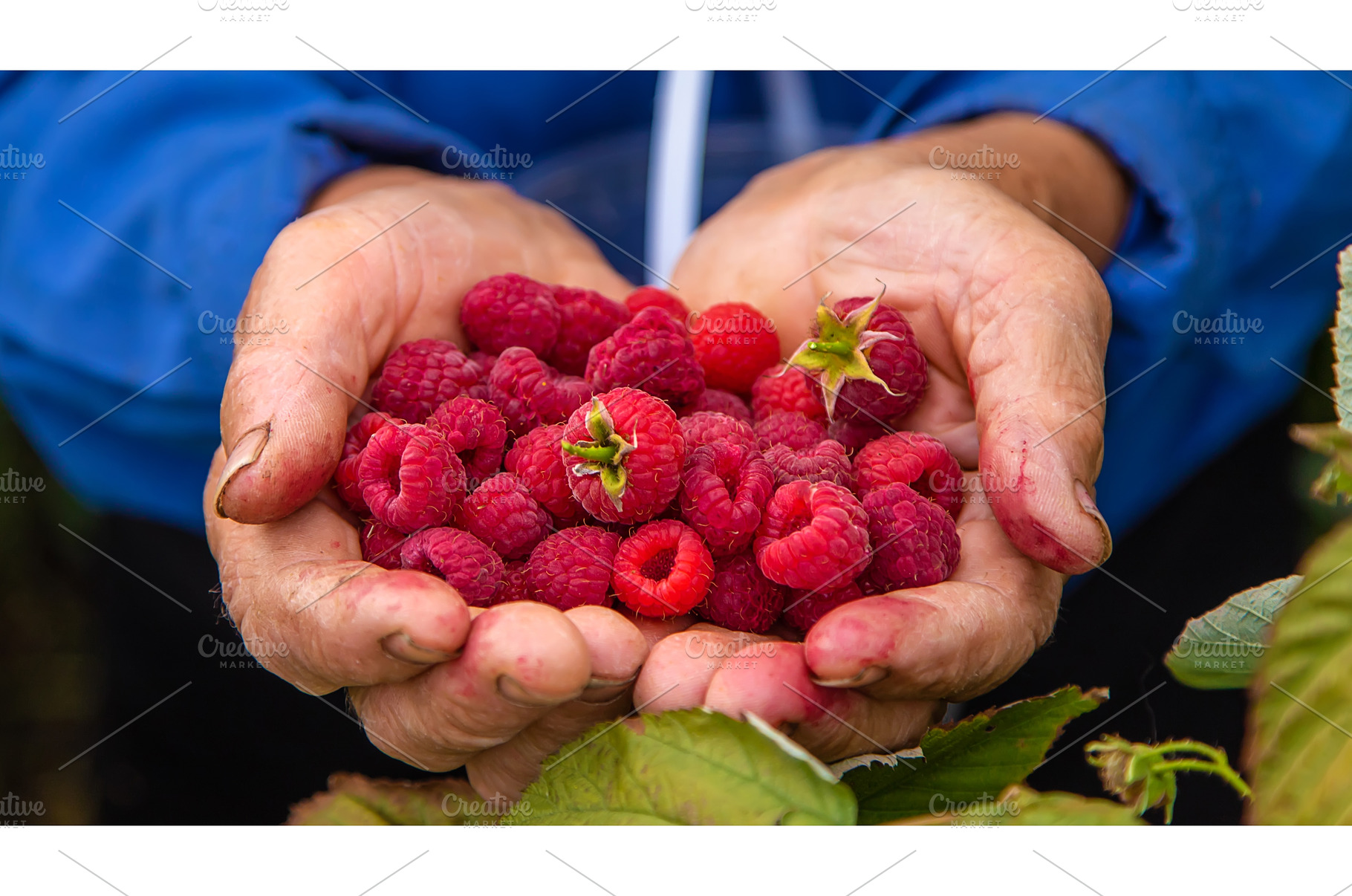 Grandmother harvests raspberries in, a Food & Drink Photo by yanadjana
