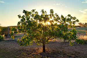 Glowing Tree, a Nature Photo by THP Creative