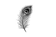 Peacock Feather Silhouette Bundle, an Illustration by jahid234 (Thumbnail 5 of 31)