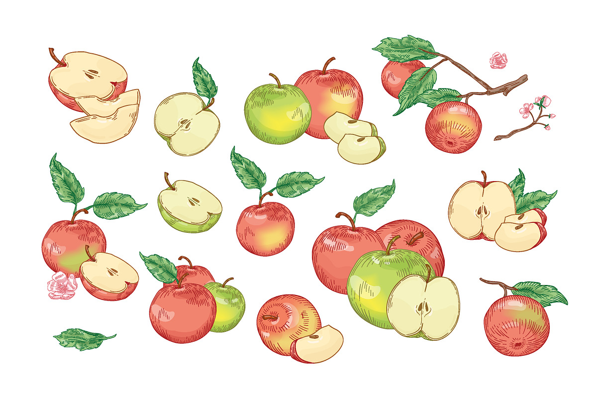 Vintage apples, hand drawn set, a Food Illustration by Good Studio (Photo 3 of 5)