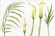 Calla Lily. Watercolor clipart PNG., an Illustration by Mary (Thumbnail 2 of 3)