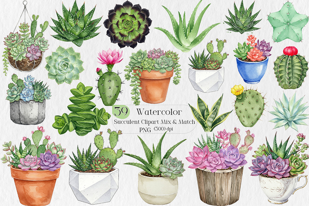 Watercolor Succulent Clipart, an Illustration by Creative Art (Photo 1 of 10)