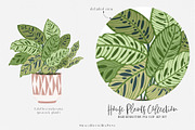 House Plants Collection, a Graphic by SmallHouseBigPony (Thumbnail 16 of 18)