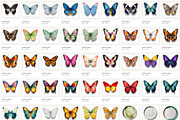 Flowers & Butterflies PNG Objects, an Object Graphic by Iconogenic (Thumbnail 8 of 8)