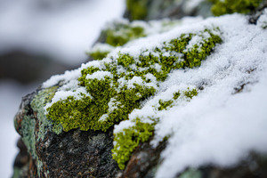 Snow-Covered Lichen, a Nature Photo by Virgo Studio