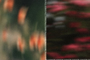 Drifting Blooms, a Background Graphic by Dina Mae (Thumbnail 4 of 12)
