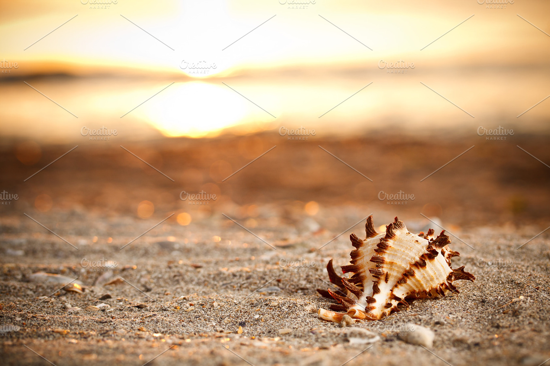 Shell on the beach
