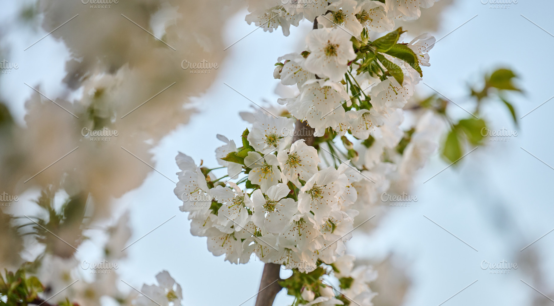 A branch of cherry blossoms with lush white inflorescences and y, a Nature Photo by ndanko