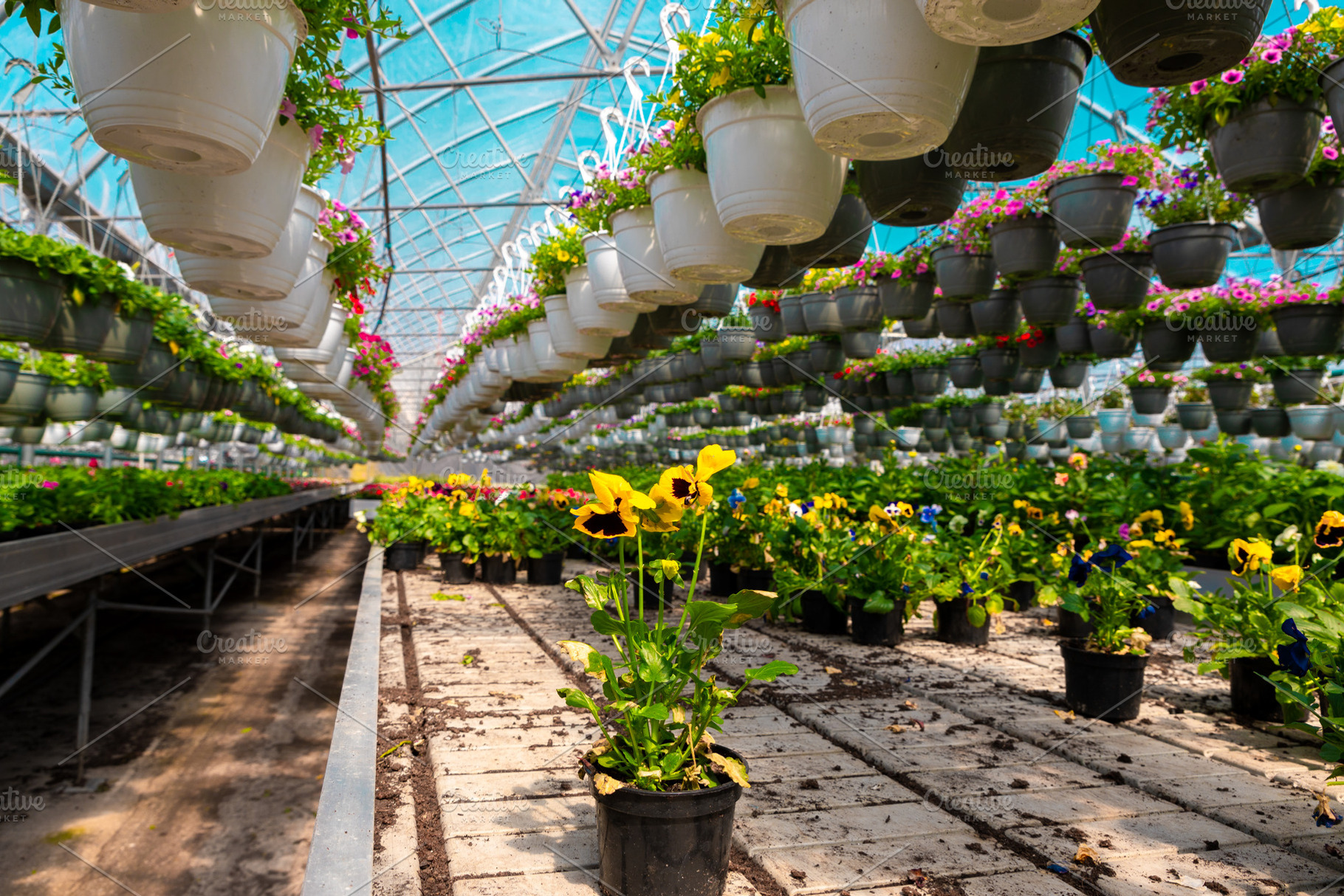 Yellow pansy in a black pot stands out among rows of colorful fl, a Nature Photo by Ales Munt