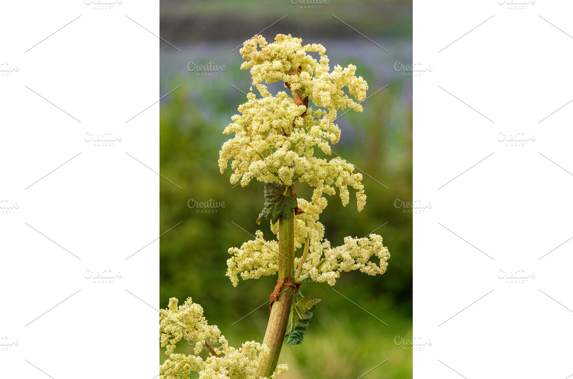 Rhubarb is often found in Iceland at, a Nature Photo by Backyard Stock