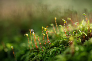 Moss featuring autumn, season, and nature