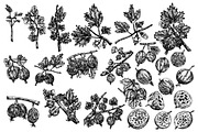 Gooseberry hand drawn vector, a Food Illustration by Elena Mykhailenko (Thumbnail 4 of 4)