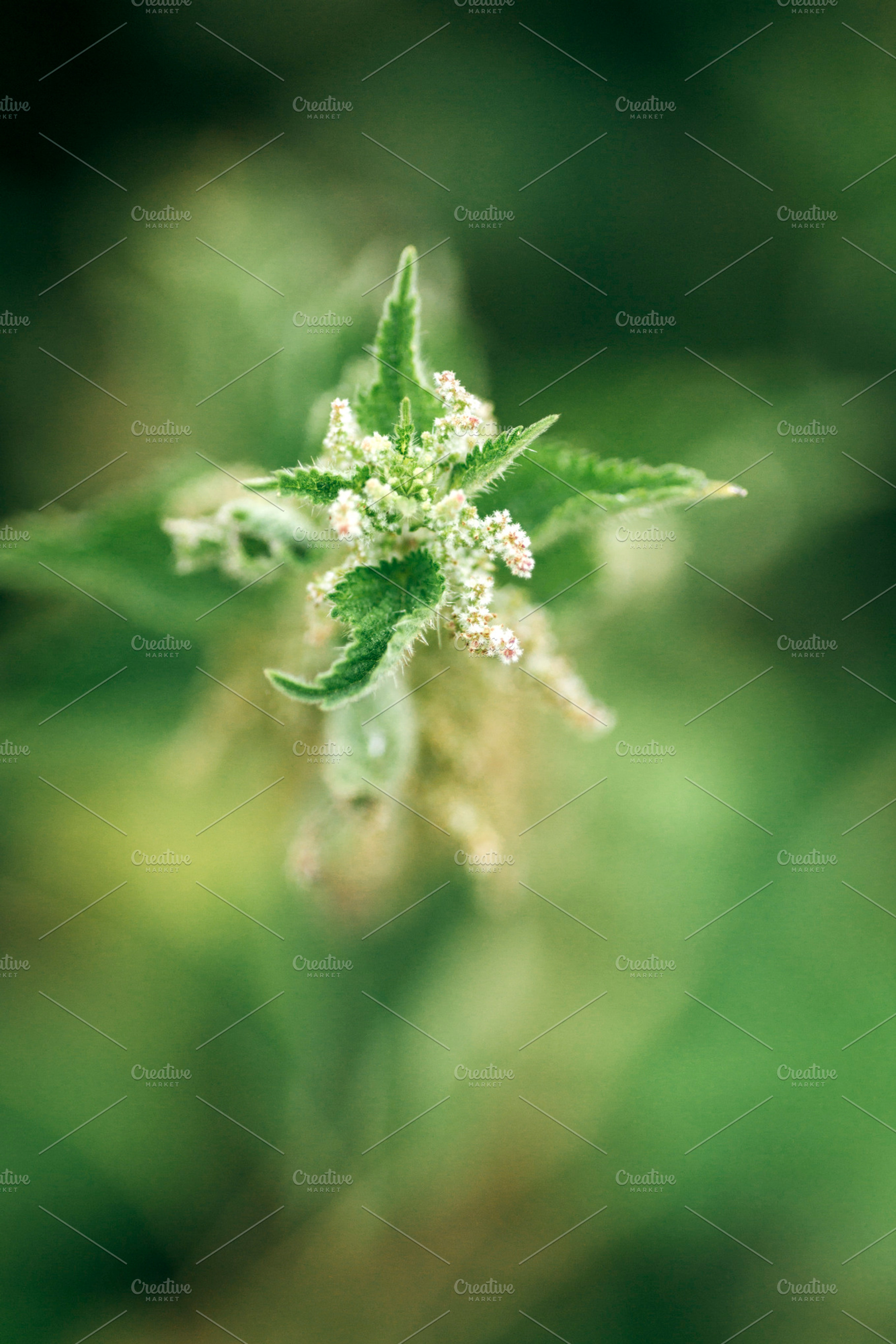 Wild nettles containing background, beautiful, and beauty, a Nature Photo by MarcoGovel