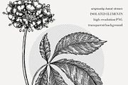 Adaptogenic & Medicinal Plants Set, a Healthcare Illustration by Yevheniia (Thumbnail 6 of 9)