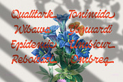 NCL Qanproy Woldriug, a Script Font by Enxyclo Studio (Thumbnail 11 of 19)
