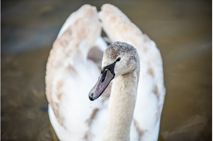 Young gray mute swan Cygnus olor, an Animal Photo by COLORFUL