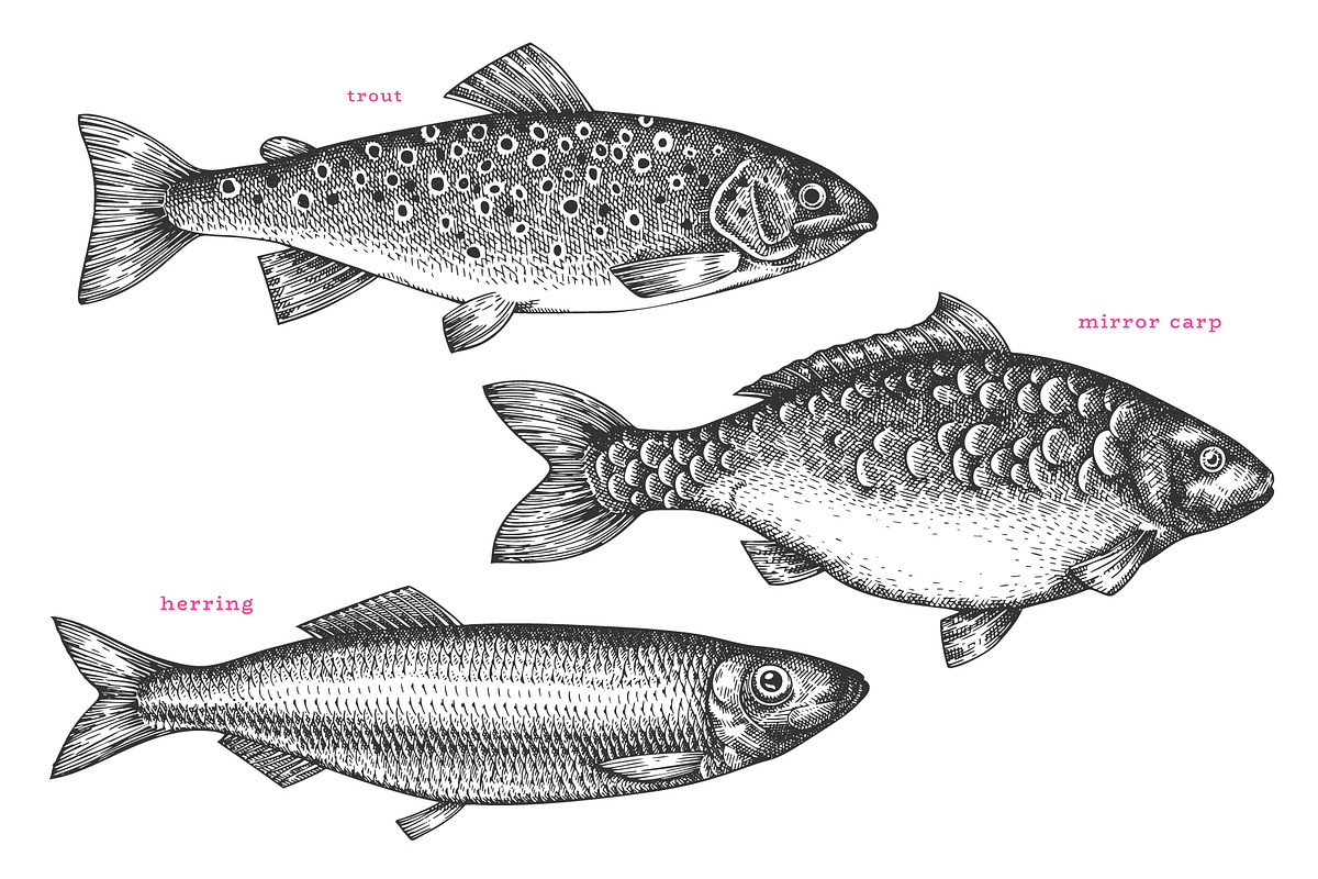 Fish#2 Vector Collection, a Food Illustration by Lubov Illustrations Shop (Photo 9 of 12)