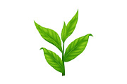 Green Tea Leaf With Water Splashes, a Food Illustration by Stellalunarts (Thumbnail 4 of 4)