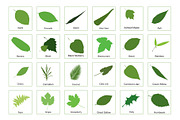 81 Leaves with their names, an Illustration by Nick Novell (Thumbnail 6 of 6)