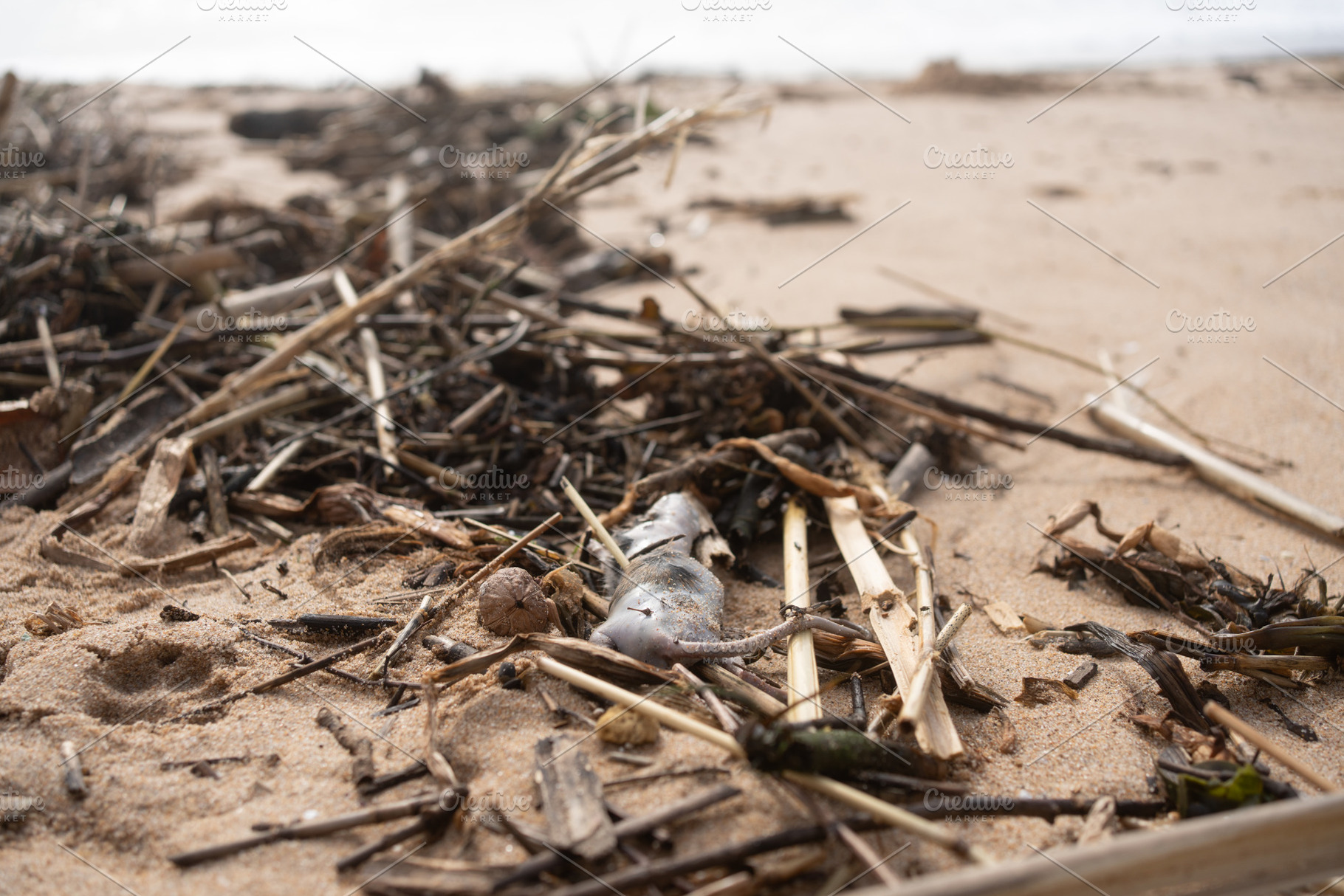 Dead rat with dry twigs on sandy beach during daytime, a Photo by andreonegin market