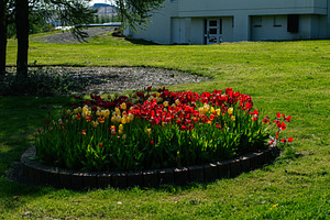 Colorful tulip garden near a building in Mosfellsbær, Iceland during spring, a Photo by AS photostudio