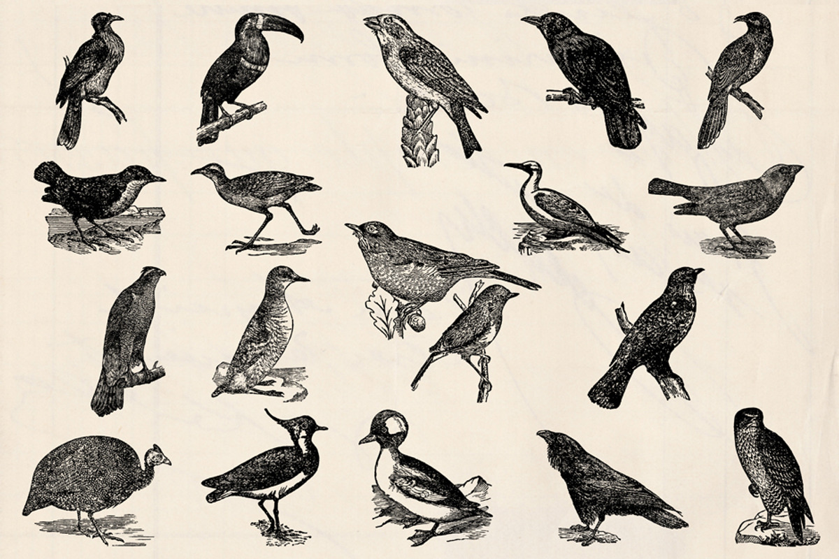 Dictionary Engravings Birds Vintage, an Illustration by Piddix Archives (Photo 4 of 5)