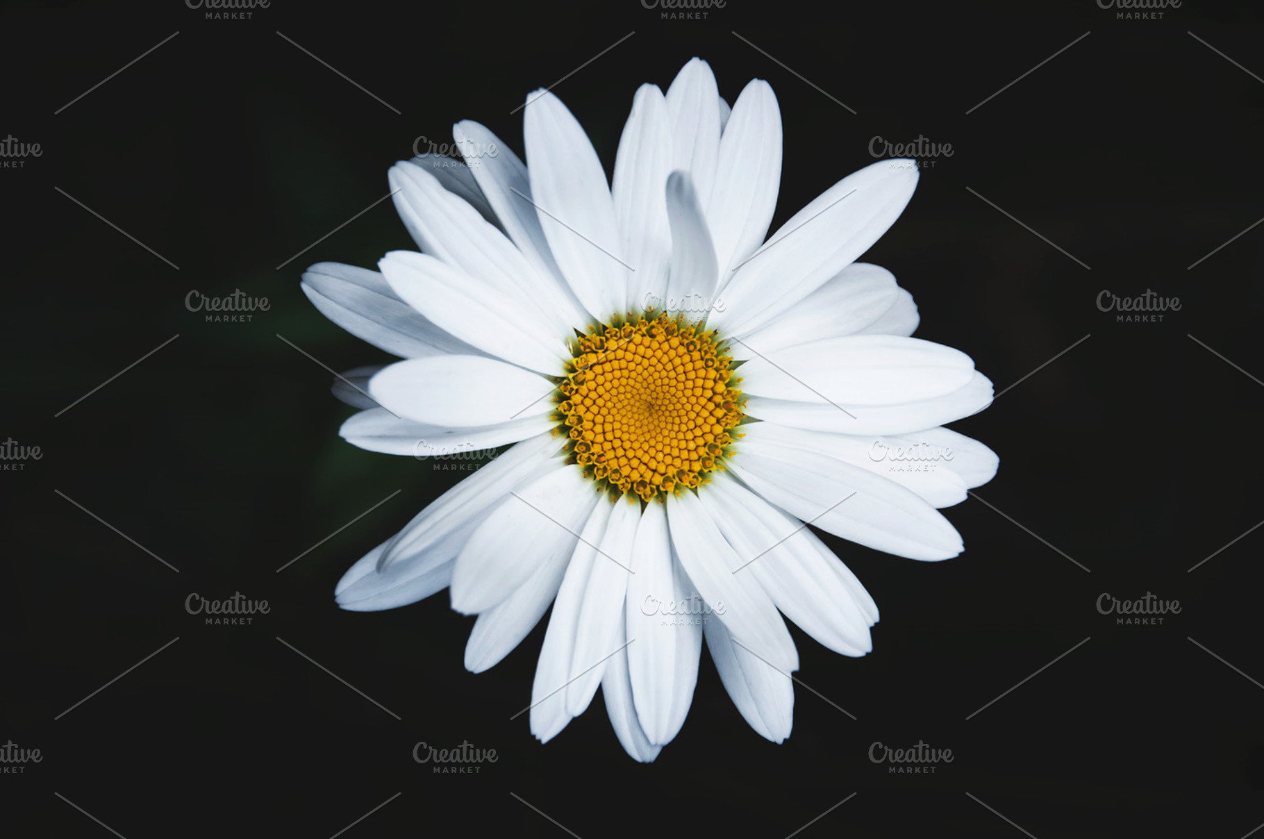 Daisy stock photo containing daisy flower and wild flower, a Nature Photo by Nat Studio