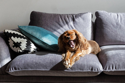 Yawning dog, cavalier spaniel resting on gray sofa