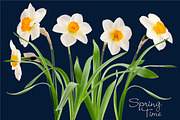 Daffodil Realistic ClipArt Specimens, an Object Graphic by Turning Moss (Thumbnail 6 of 9)