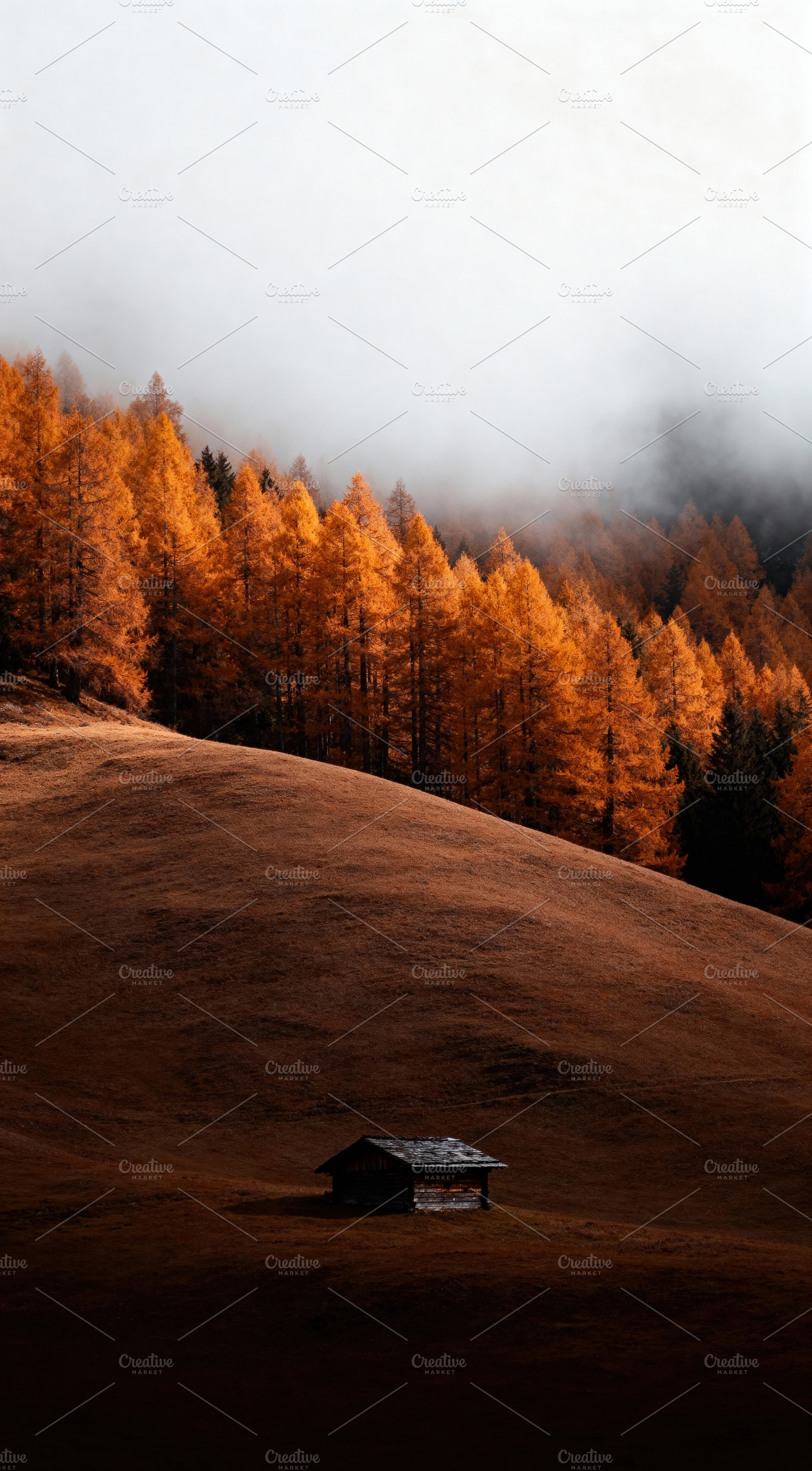 Rustic Autumn Cabin in Golden Forest, a Nature Photo by Virgo Studio