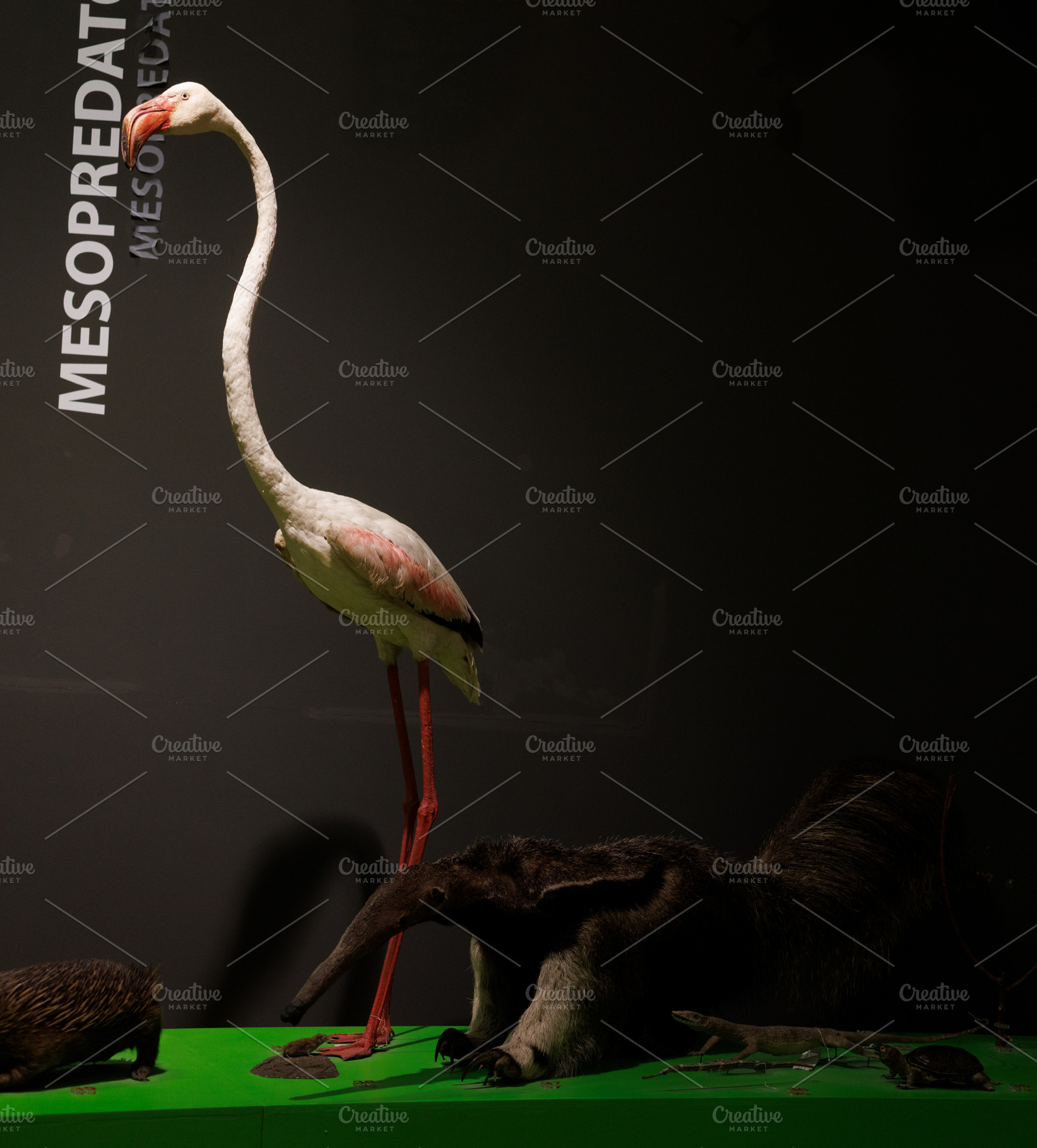 Stuffed greater flamingo, a Photo by Bepslabor