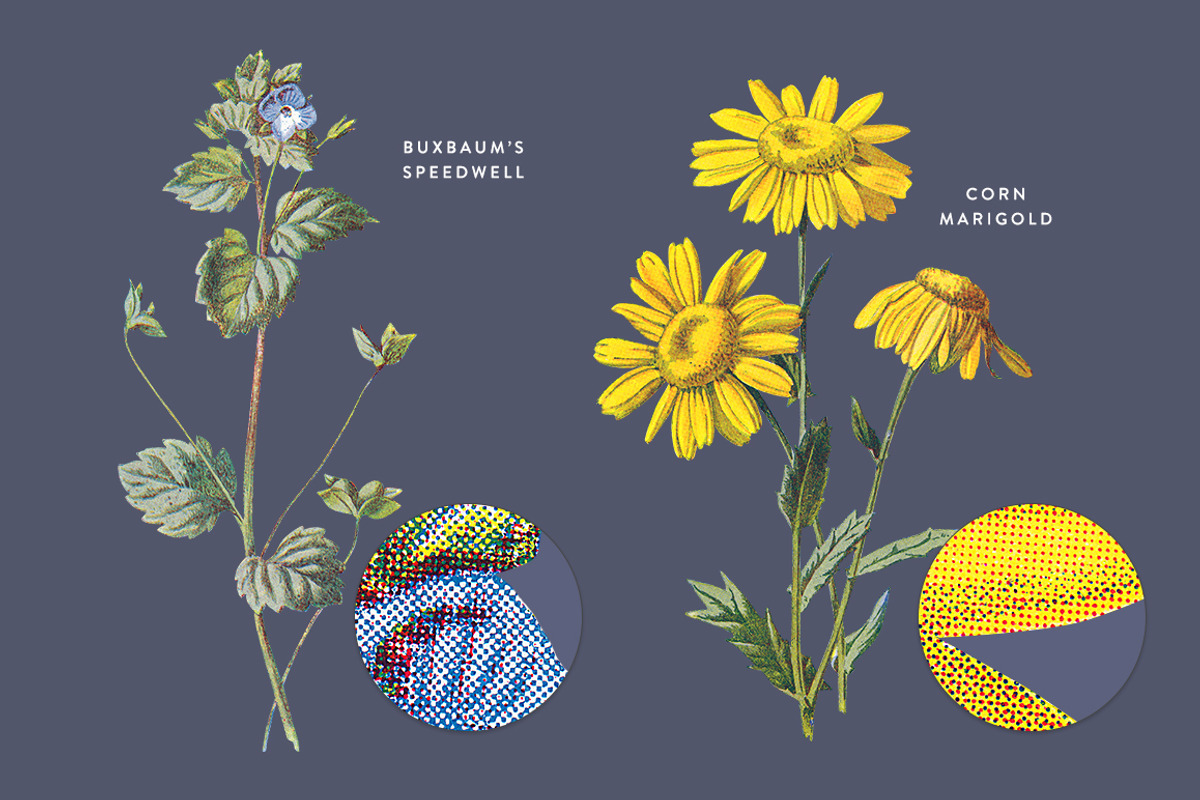 Vintge Flowers Vol.04 - Extra Large, an Illustration by Greta Ivy (Photo 12 of 18)