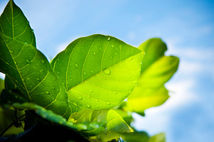 Leaves and Blue Sky, a Nature Photo by THP Creative