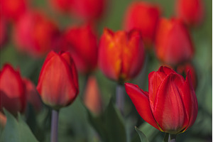Bicolored red tulips in sunny day