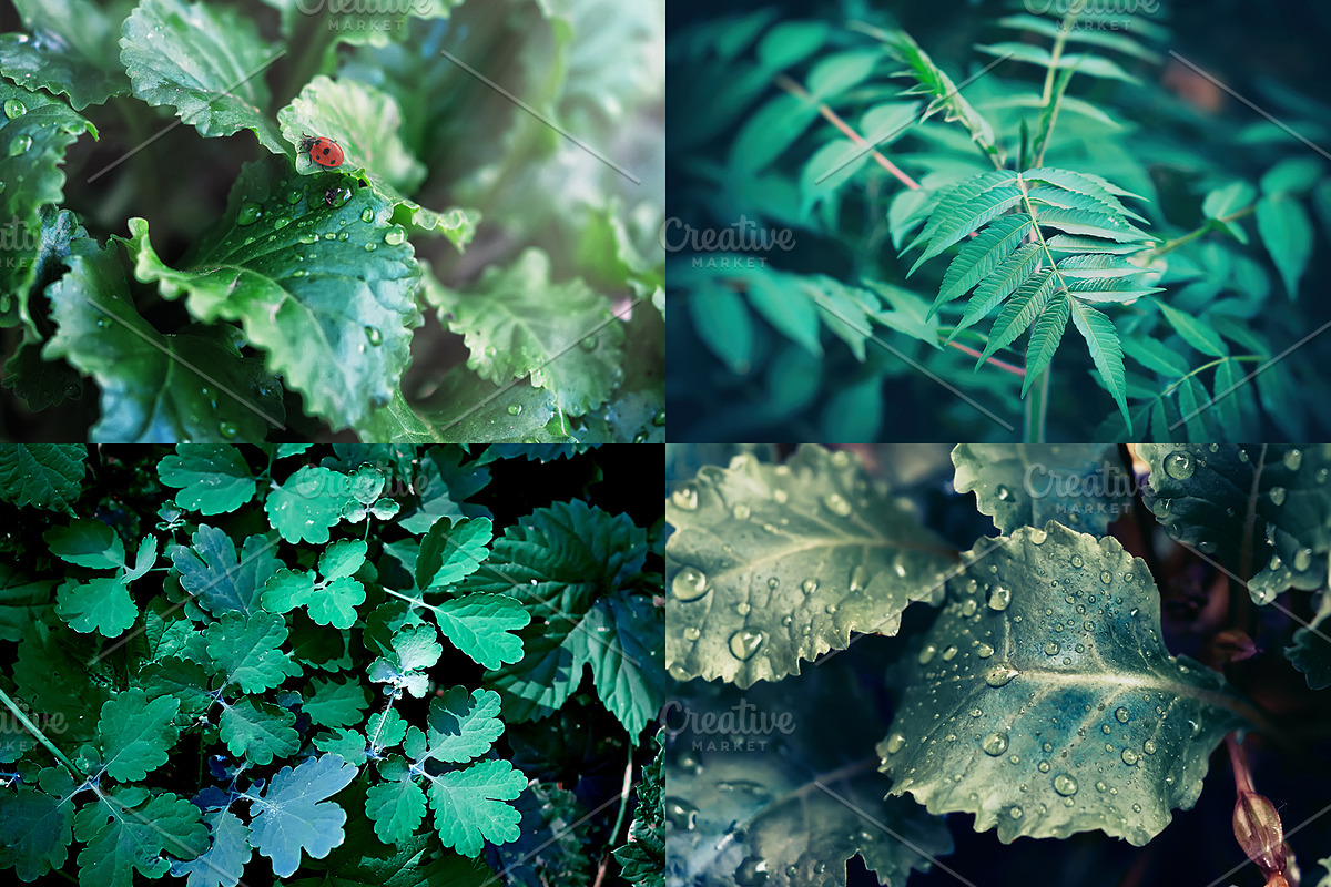 Green leaves Bundle, a Nature Photo by Vladimir Kazimirov (Photo 3 of 10)