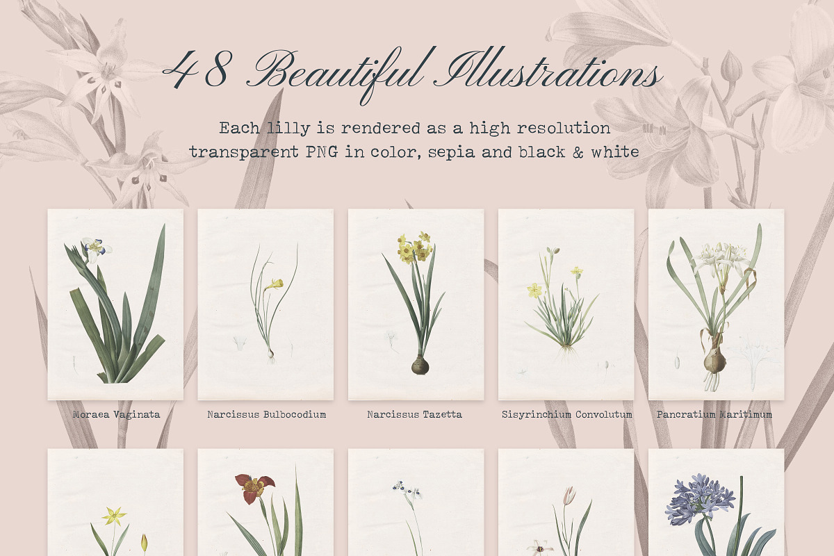 Les liliacees Flowers, an Illustration by Cody Dennison (Photo 2 of 5)