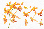 Orchids branch in botanical style, a Decorative Illustration by Ann Astro (Thumbnail 6 of 15)