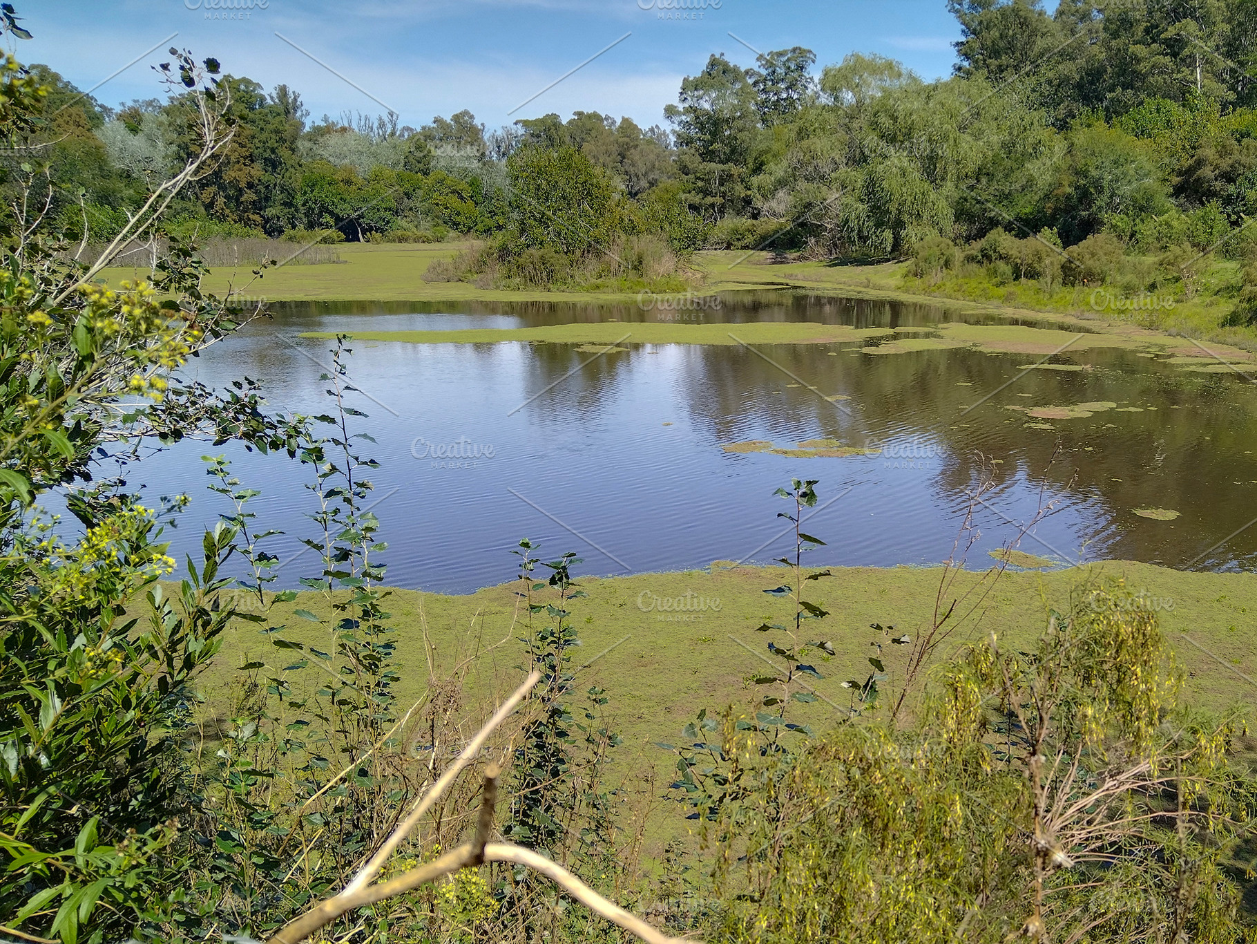 Still pond reflecting surrounding forest, a Nature Photo by DanFLCreativo