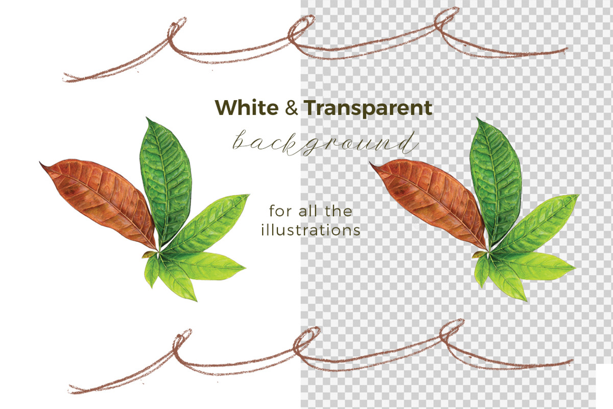 Coffee Beans & Nuts | 7 Cliparts, a Food Illustration by Miriam Figueras (Photo 3 of 4)