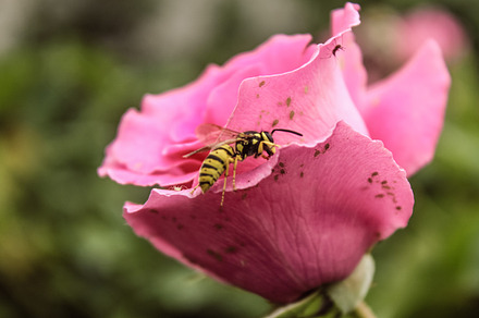 A close up shot of a bee on a flower, a Nature Photo by shahsoft