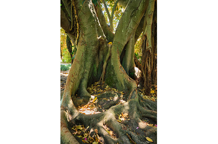 Ficus macrophylla trunk and roots, a Nature Photo by f9photos