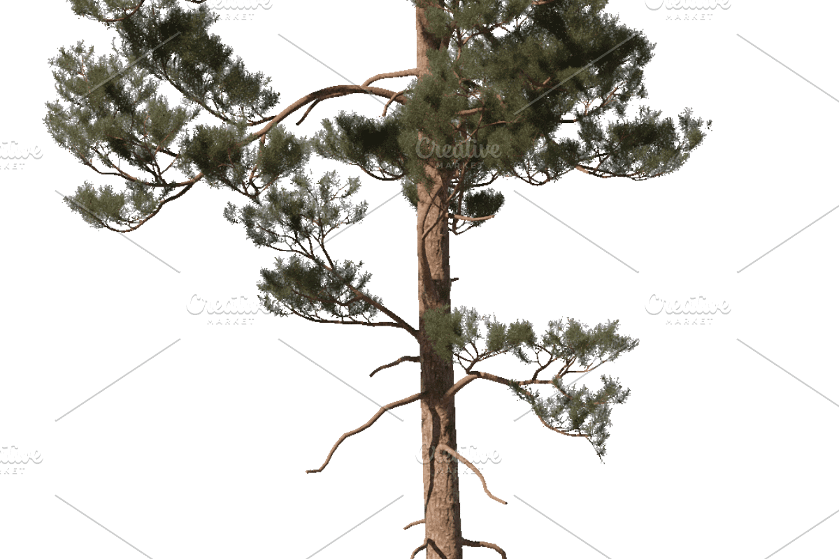 72 Tall Trees Photo Overlays, a Nature Photo by KenScape (Photo 4 of 4)